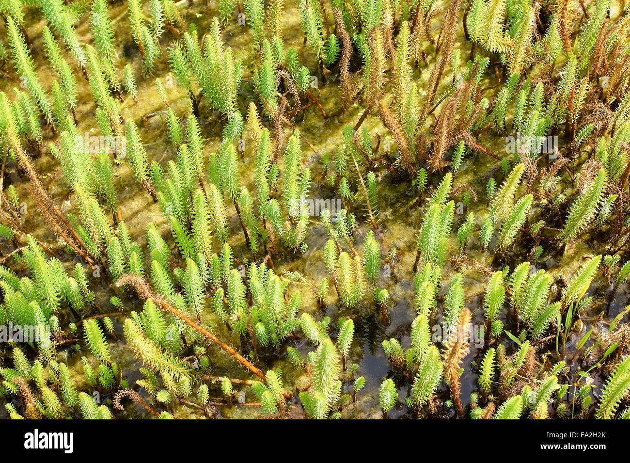 Queue de la mare dans la boue Banque D'Images