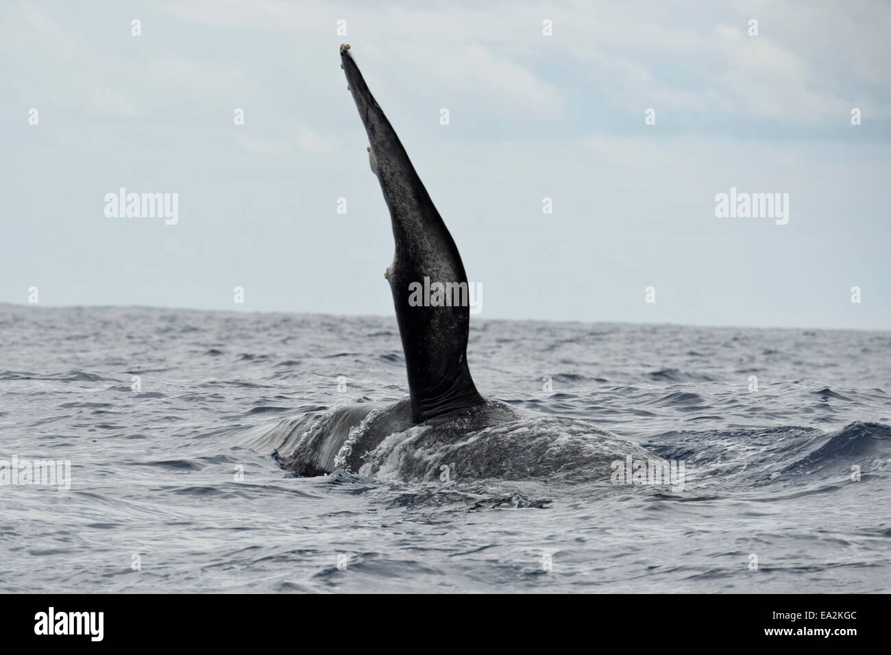 Baleine à bosse (Megaptera novaeangliae) avec flipper gauche soulevée. Açores, Océan Atlantique. Banque D'Images