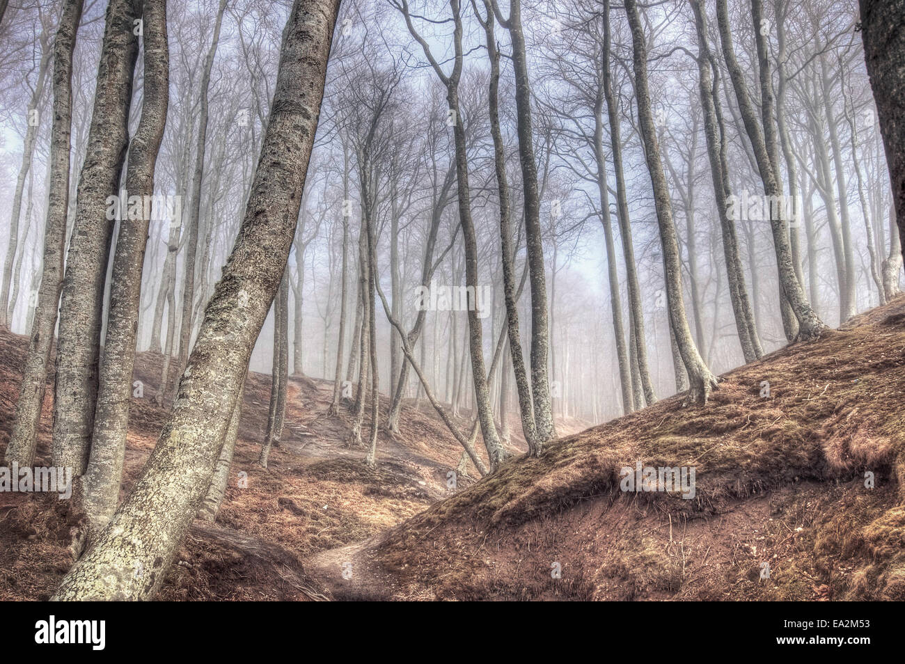 La nature de l'image conceptuelle. Forêt en automne. Banque D'Images