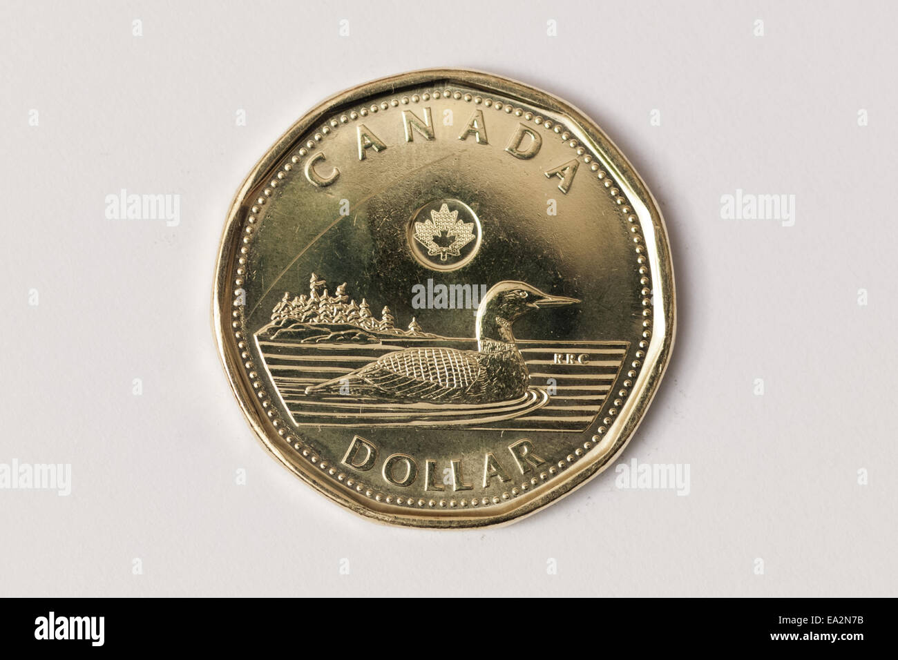 Un huard, comme une pièce de un dollar canadien est communément appelé. Banque D'Images
