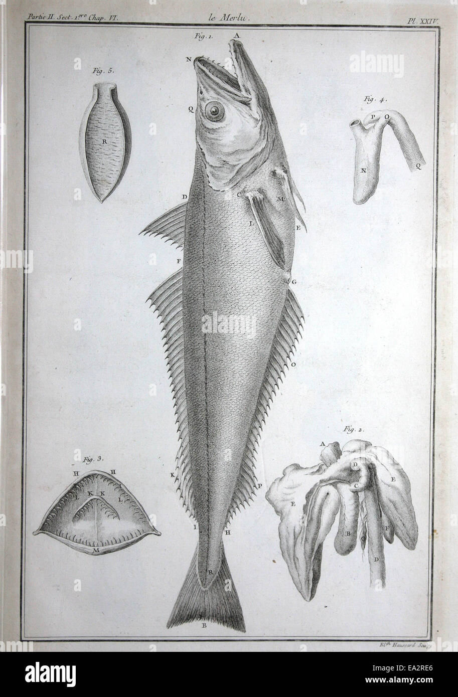 Le merlu britannique est une espèce de poisson que l'on trouve couramment dans les eaux britanniques. Connu pour sa texture délicate et sa saveur douce, il est un choix populaire dans la cuisine britannique, en particulier dans les plats de fruits de mer. Le poisson est apprécié pour sa durabilité dans les pratiques de pêche. Banque D'Images