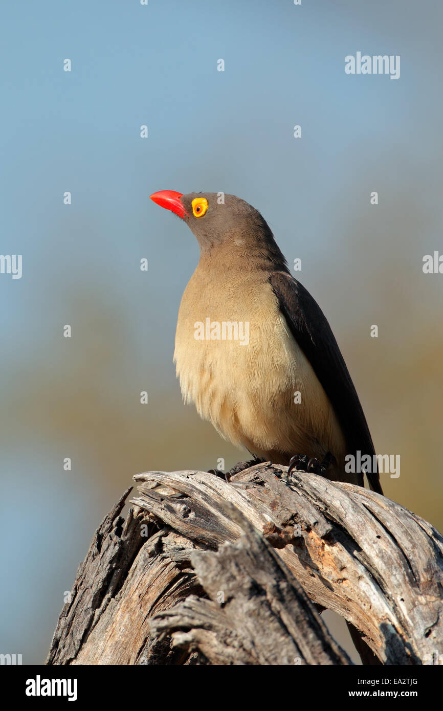 Red-billed oxpecker (Buphagus erythrorhynchus) perché sur une branche, Afrique du Sud Banque D'Images