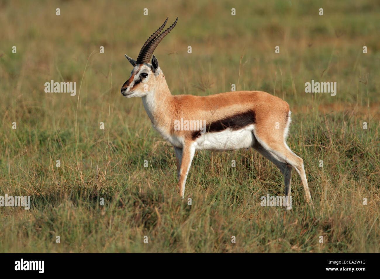 Un mâle (Eudorcas thomsonii gazelle de Thomsons), Parc national du lac Nakuru, Kenya Banque D'Images