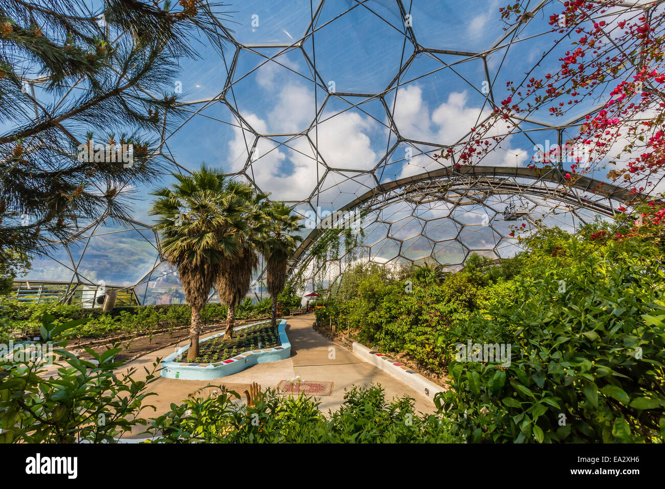 L'Eden Project, composé d'émissions de biomes simulant des dômes de partout dans le monde, Saint Austell, Cornwall, England, UK Banque D'Images