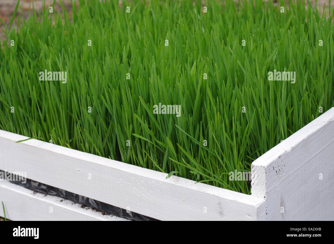 L'herbe verte fraîche en blanc coffret bois fort Banque D'Images