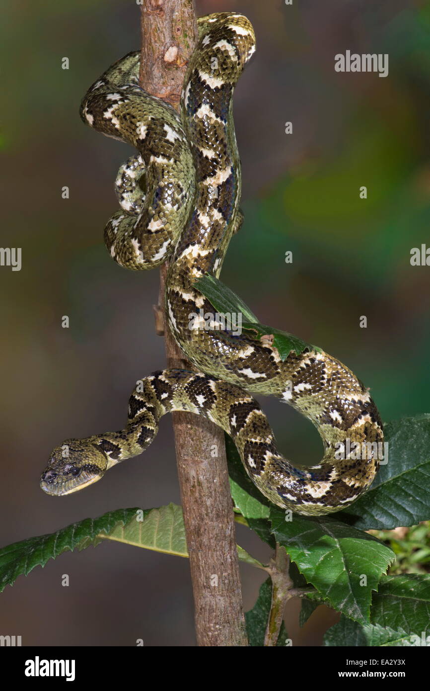 Arbre généalogique Madagascar Sanzinia madagascariensis (BOA), Madagascar, Afrique Banque D'Images