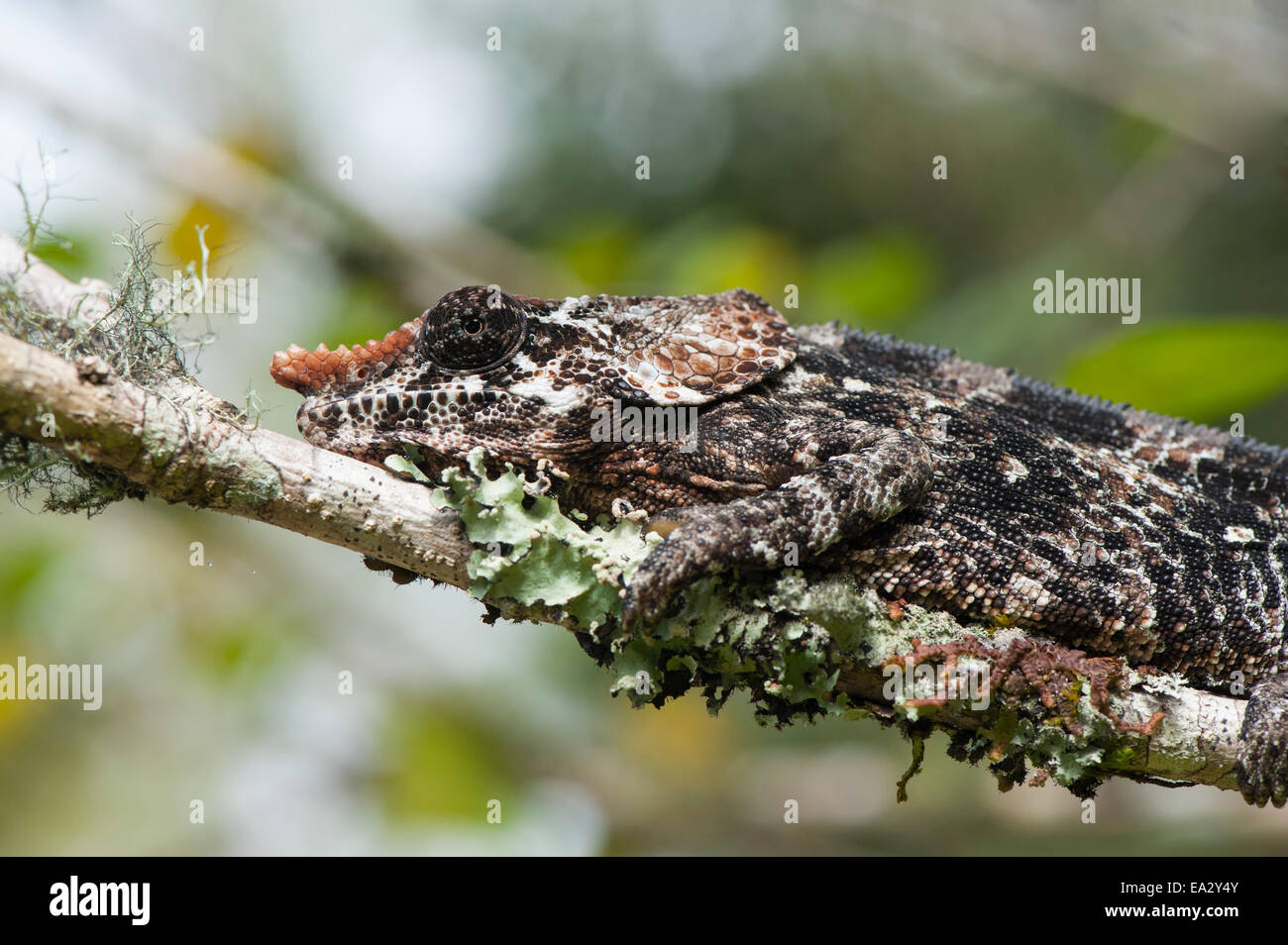 Le hibou éléphant Chameleon (short-horned Chameleon) Calumma (brevicornis), Madagascar, Afrique Banque D'Images