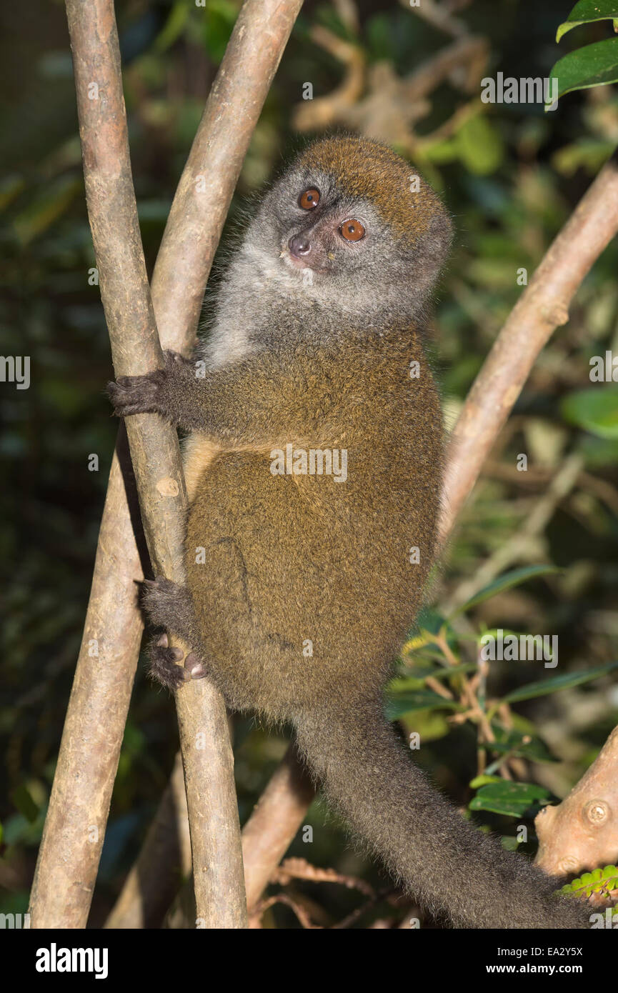 (L'est moindre Hapalémur Hapalemur griseus), Parc national Parc Mantadia- Andasibe, Madagascar, Afrique Banque D'Images