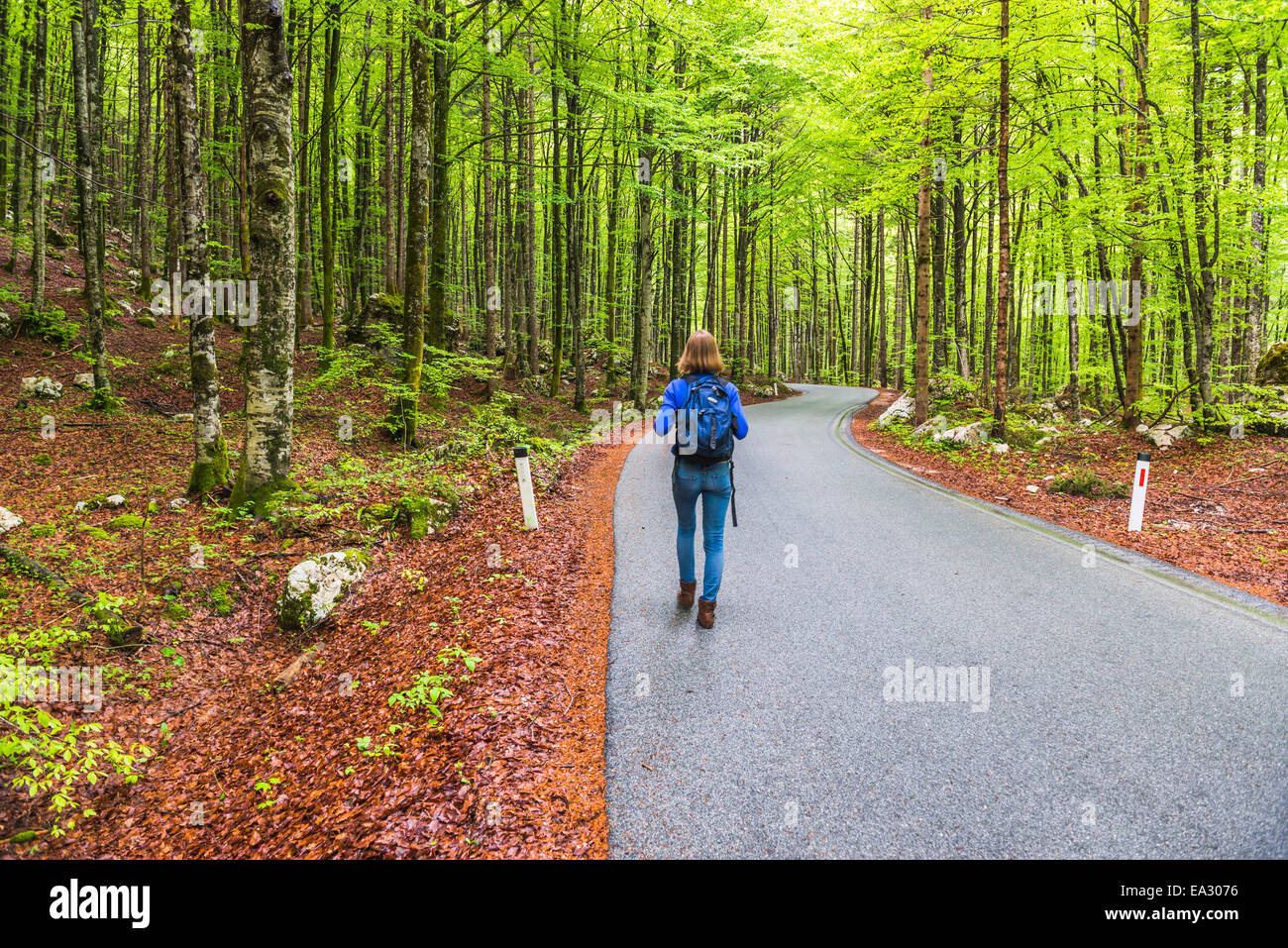 Lac de Bohinj, balades touristiques dans une forêt de pins, parc national du Triglav, Alpes Juliennes, en Slovénie, Europe Banque D'Images