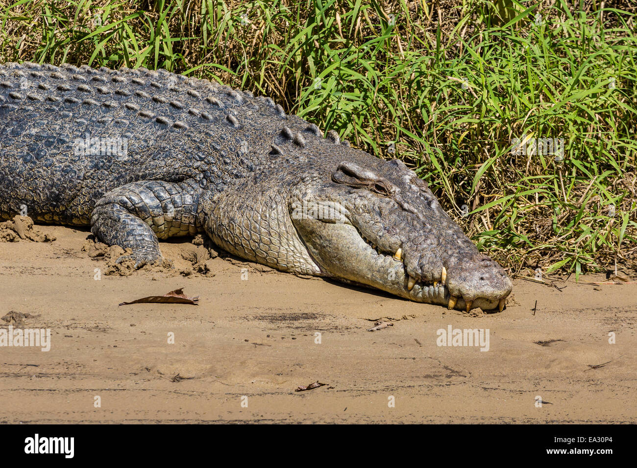 Des profils saltwater crocodile (Crocodylus porosus), sur les rives de la rivière Daintree, la forêt tropicale de Daintree, Queensland, Australie Banque D'Images