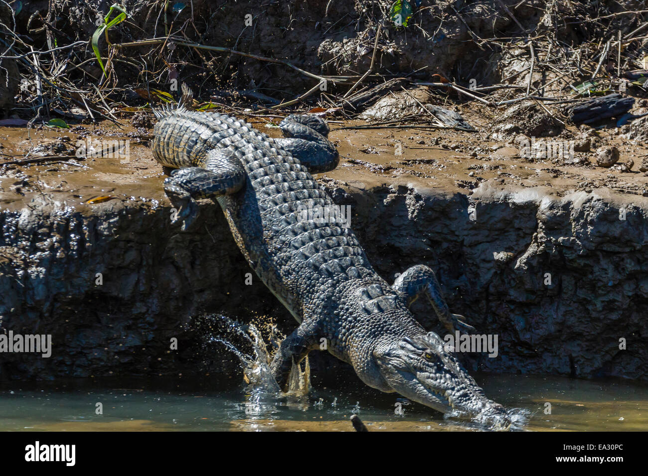 Des profils saltwater crocodile (Crocodylus porosus), sur les rives de la rivière Daintree, la forêt tropicale de Daintree, Queensland, Australie Banque D'Images