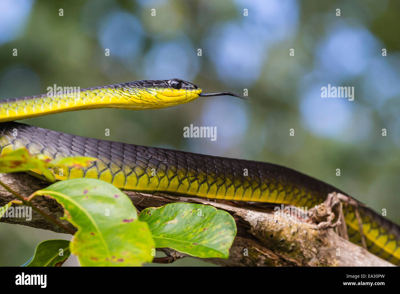 Un serpent australien adultes, sur les rives de la rivière Daintree, la forêt tropicale de Daintree, Queensland, Australie Banque D'Images