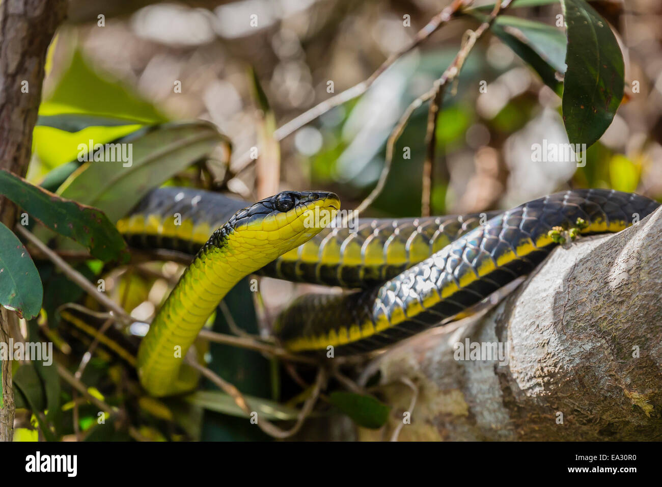 Un serpent australien adultes, sur les rives de la rivière Daintree, la forêt tropicale de Daintree, Queensland, Australie Banque D'Images