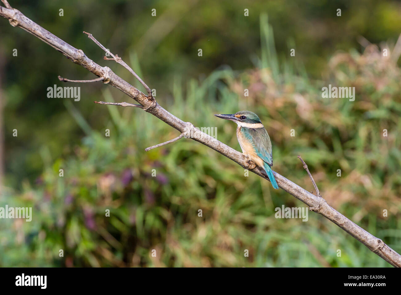 Un adulte (Kingfisher Todiramphus sanctus sacré) sur la Daintree River, la forêt tropicale de Daintree, Queensland, Australie, Pacifique Banque D'Images
