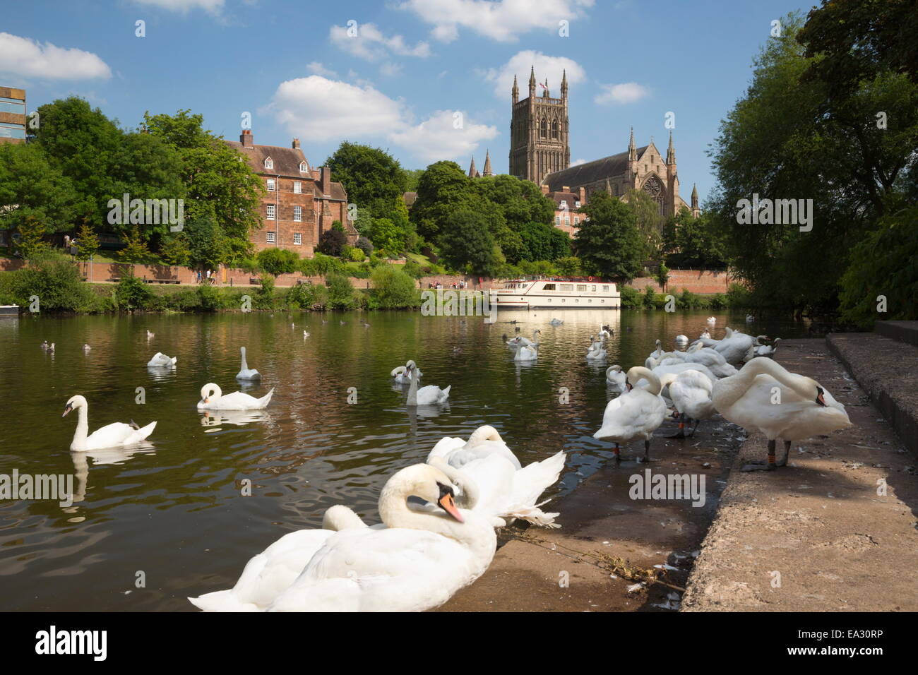 Les cygnes au bord de la rivière Severn et de la cathédrale de Worcester, Worcester, Worcestershire, Angleterre, Royaume-Uni, Europe Banque D'Images
