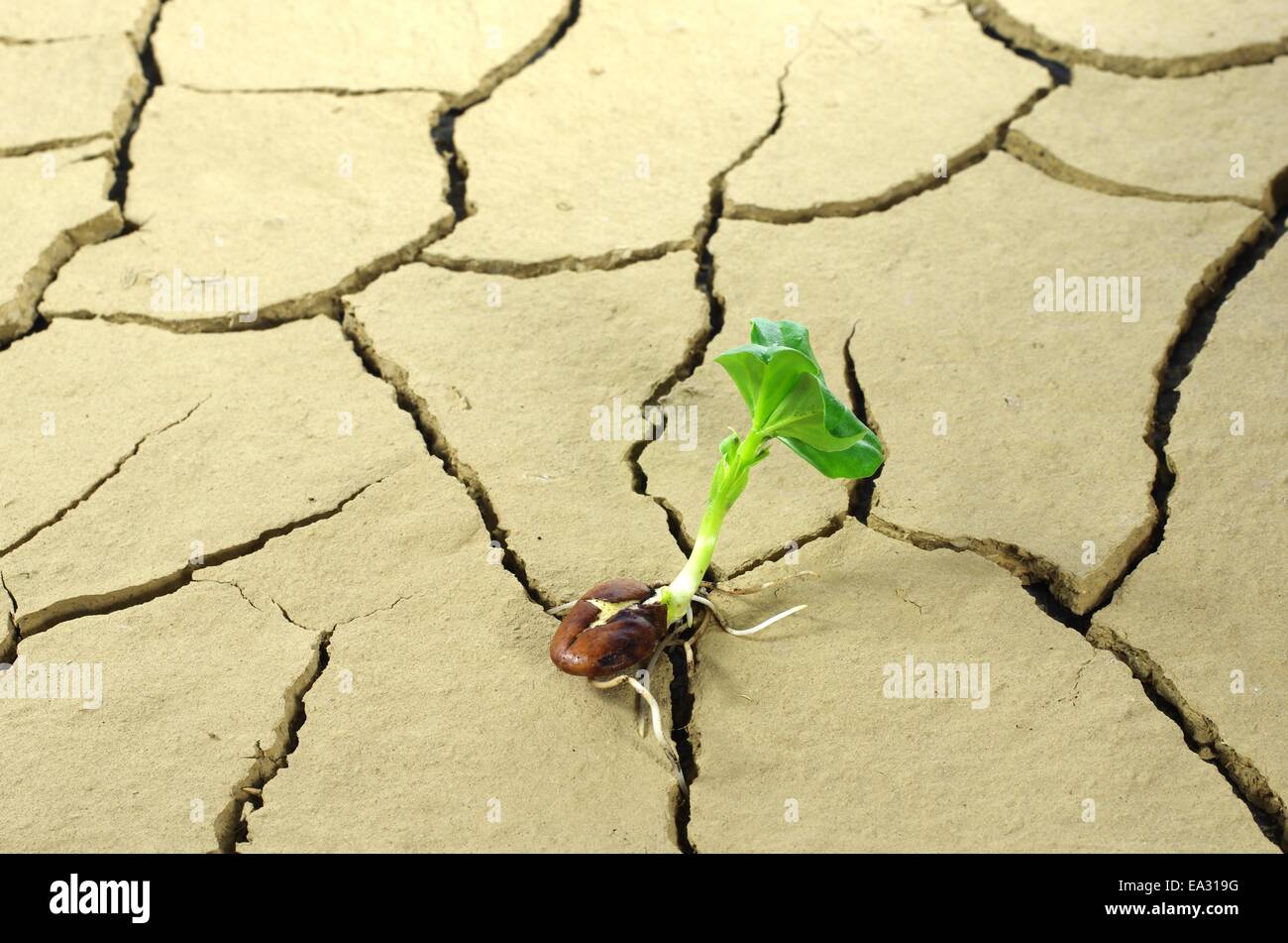 La fève de plus en plus sol fissuré sur Banque D'Images