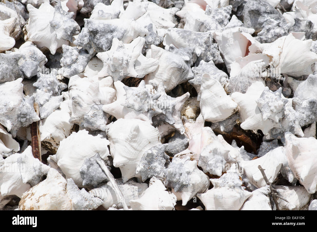 Pile de conques, les Turks et Caicos, Caraïbes, Amérique Centrale Banque D'Images