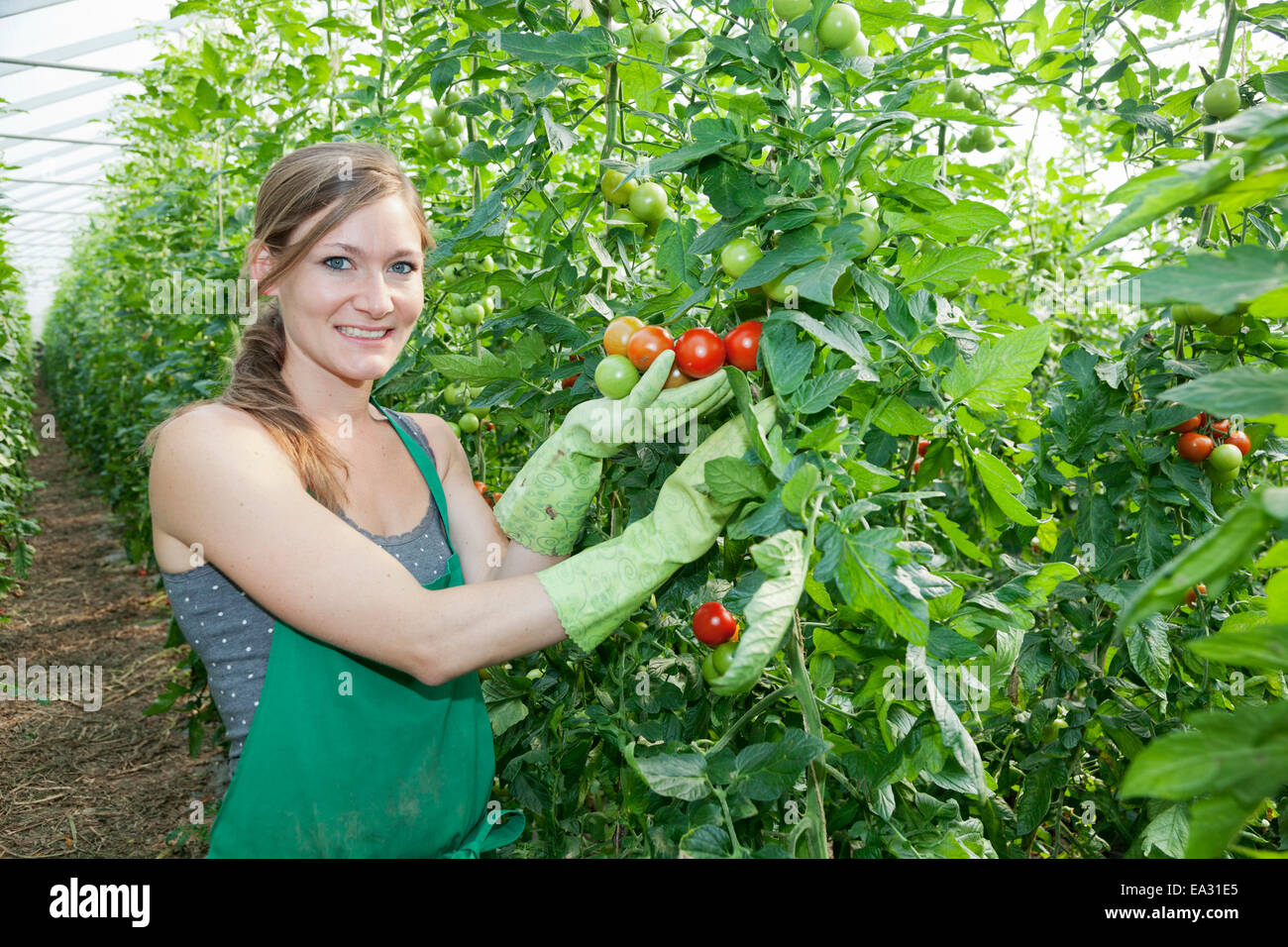 Young Woman picking des tomates dans une serre, Esslingen, Baden Wurtemberg, Allemagne, Europe Banque D'Images