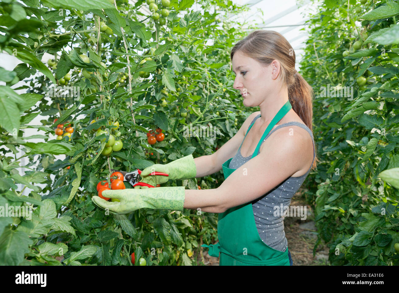 Young Woman picking des tomates dans une serre, Esslingen, Baden Wurtemberg, Allemagne, Europe Banque D'Images