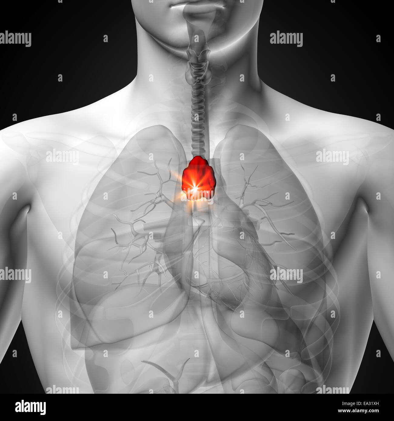 Thymus - morphologie masculine d'organes humains - la vue x-ray Banque D'Images Thymus - morphologie masculine d'organes humains - la vue x-ray Banque D'Images