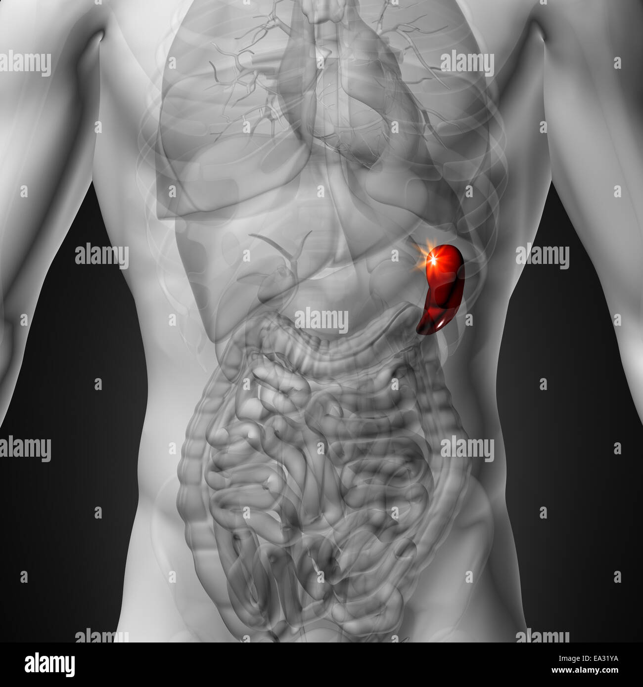 Rate - morphologie masculine d'organes humains - la vue x-ray Banque D'Images Rate - morphologie masculine d'organes humains - la vue x-ray Banque D'Images