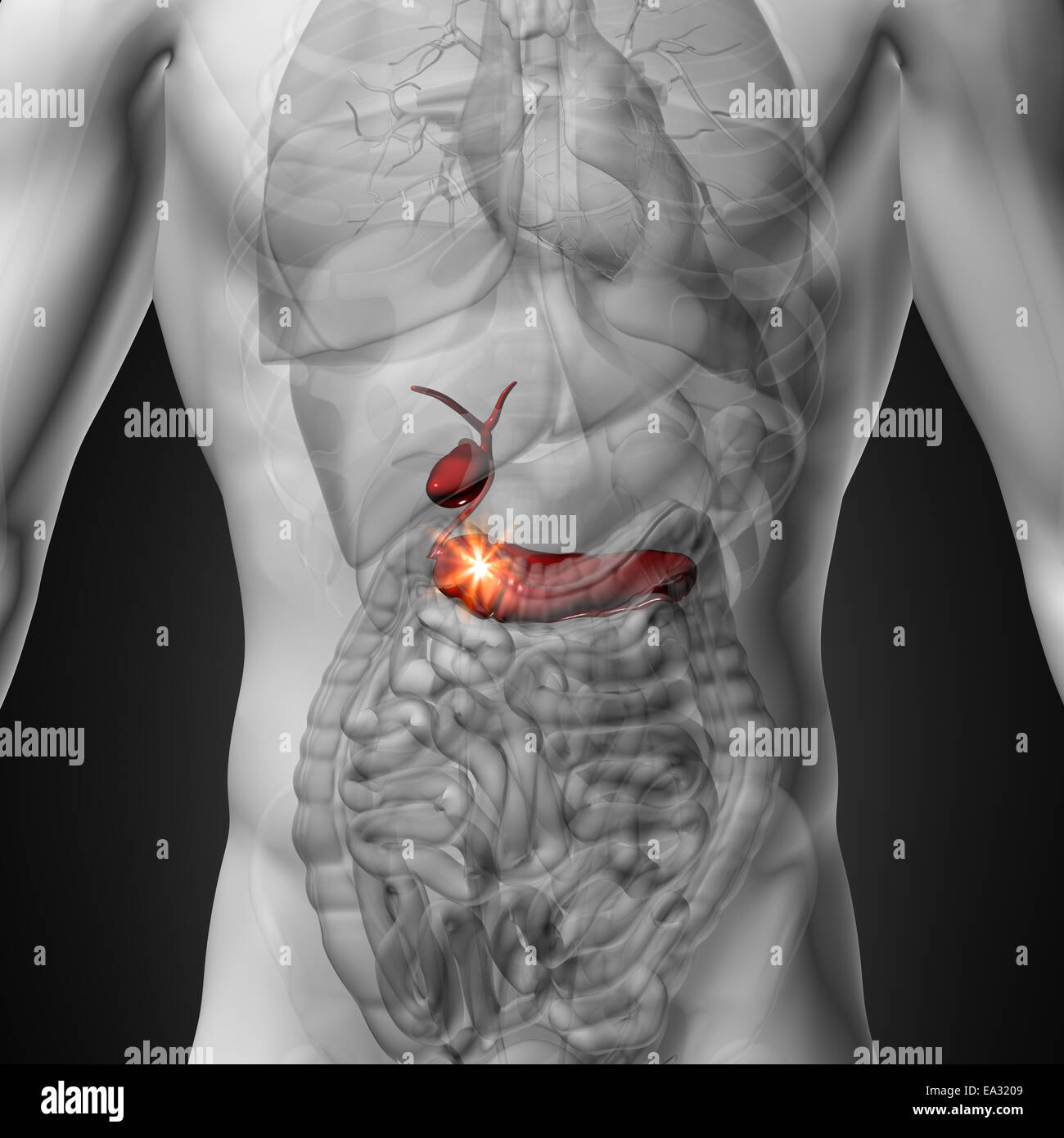/ La vésicule biliaire Pancréas - morphologie masculine d'organes humains - la vue x-ray Banque D'Images / La vésicule biliaire Pancréas - morphologie masculine d'organes humains - la vue x-ray Banque D'Images