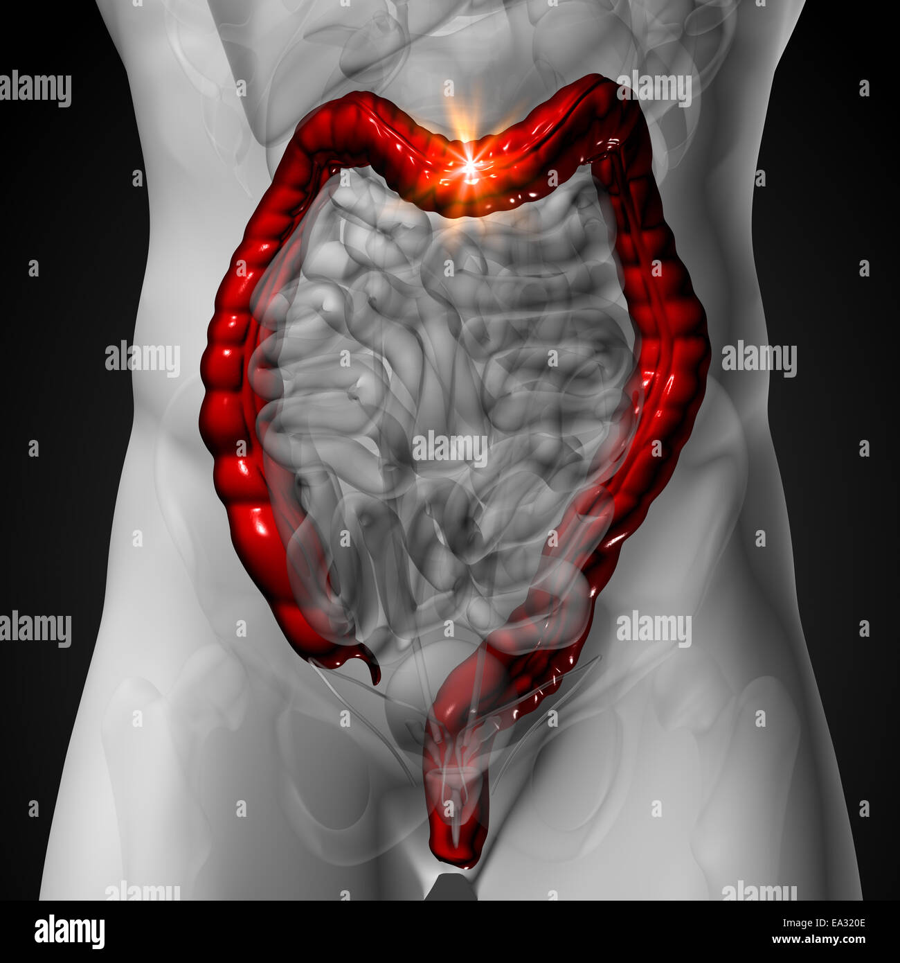 Colon / Gros intestin - anatomie masculine d'organes humains - la vue x-ray Banque D'Images Colon / Gros intestin - anatomie masculine d'organes humains - la vue x-ray Banque D'Images