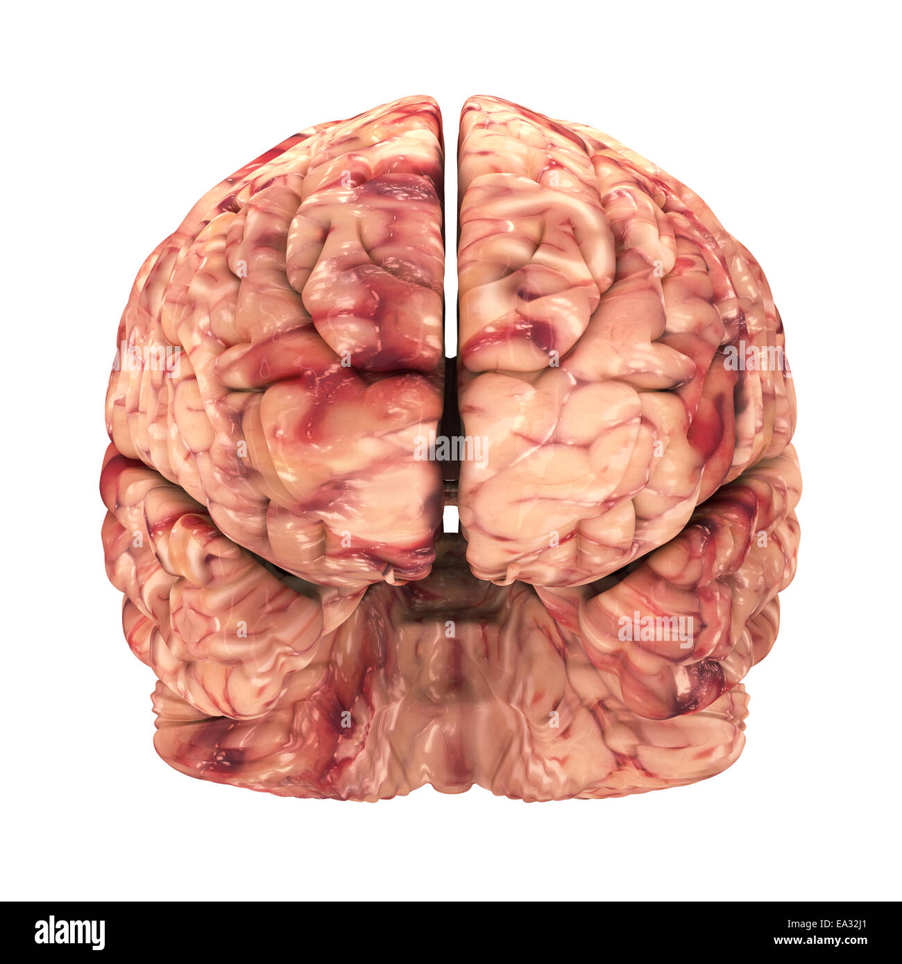 Anatomie du cerveau - Vue avant isolated on White Banque D'Images