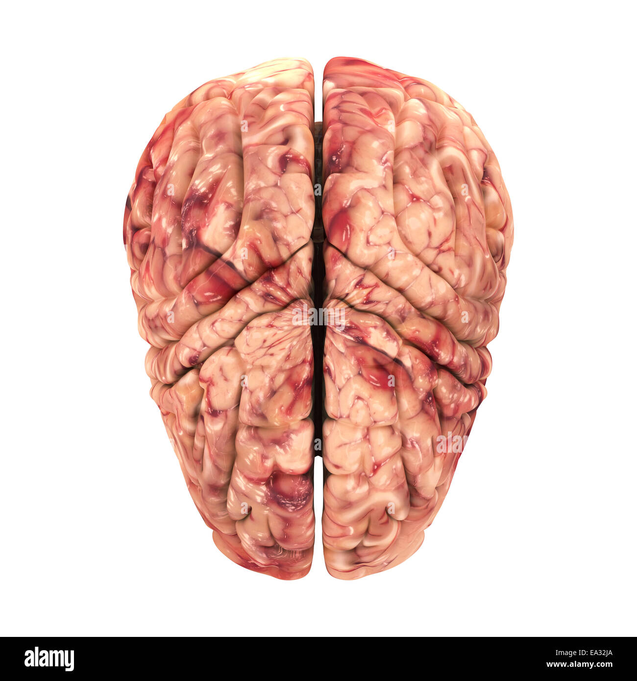 Anatomie du cerveau - Top View isolated on White Banque D'Images