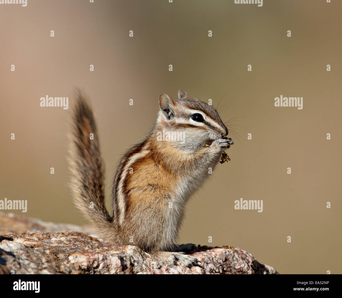 Le tamia mineur (Neotamias minimus) alimentation, Custer State Park, Dakota du Sud, États-Unis d'Amérique, Amérique du Nord Banque D'Images