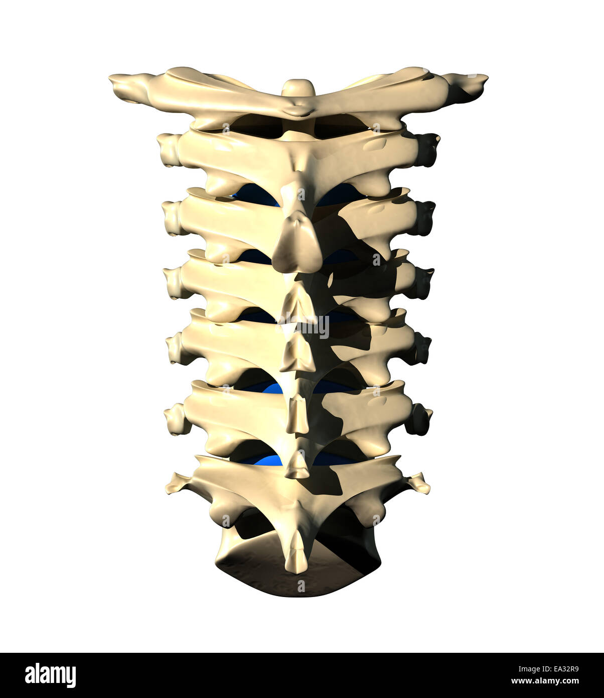 Colonne cervicale - Vue arrière Vue arrière / Banque D'Images