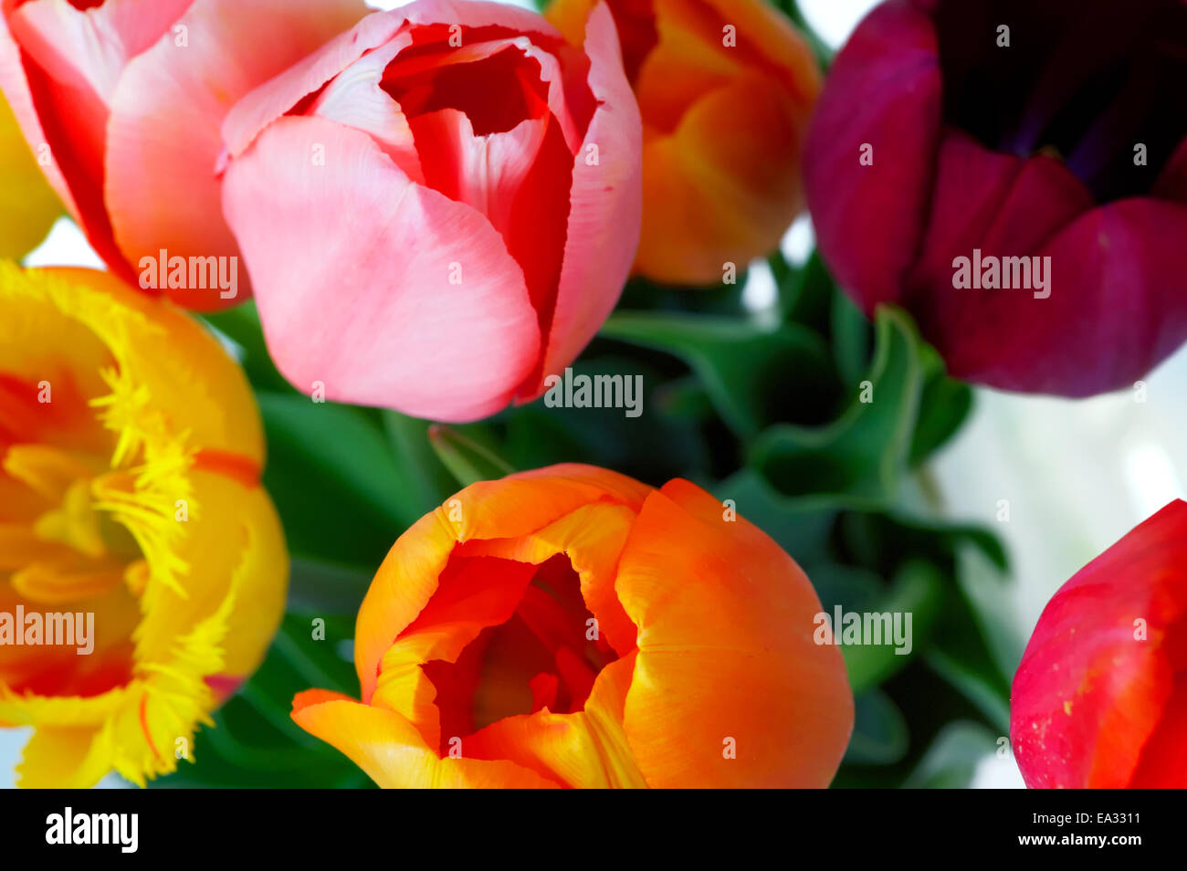 Tulipes colorées Banque D'Images