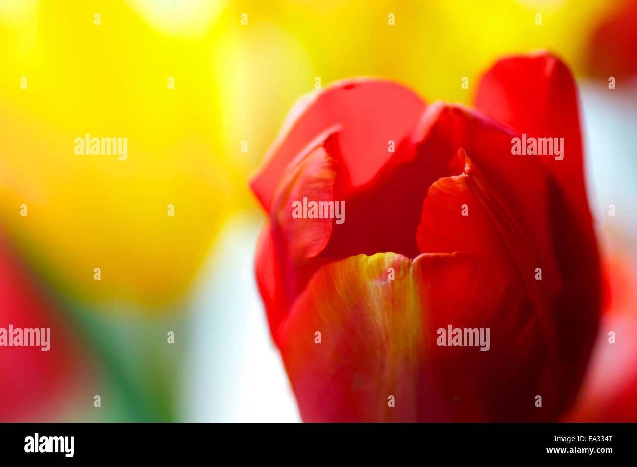 Tulipes colorées Banque D'Images