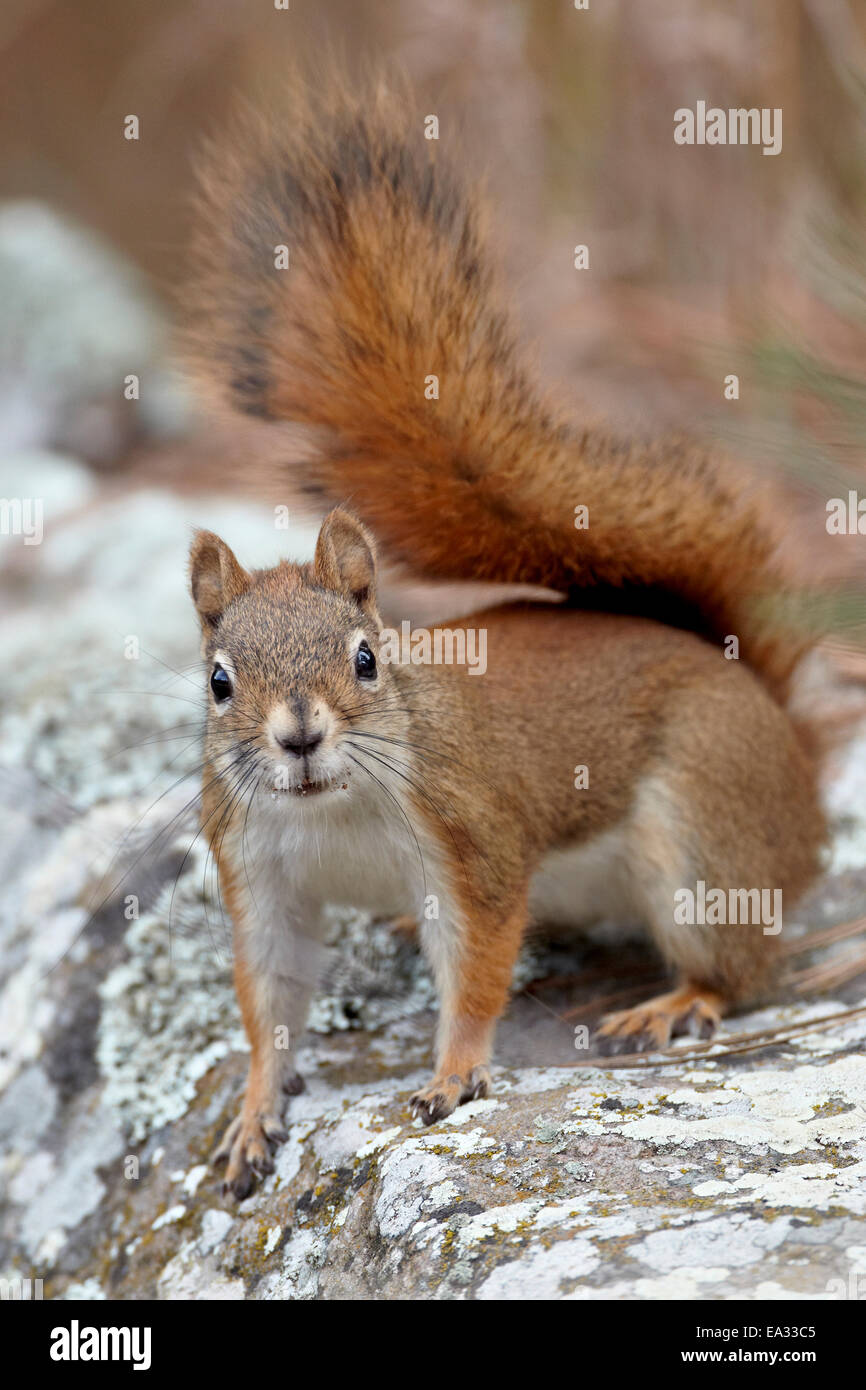 Écureuil roux (red squirrel) (écureuil) de l'épinette (Tamiasciurus hudsonicus), Custer State Park, South Dakota, USA Banque D'Images