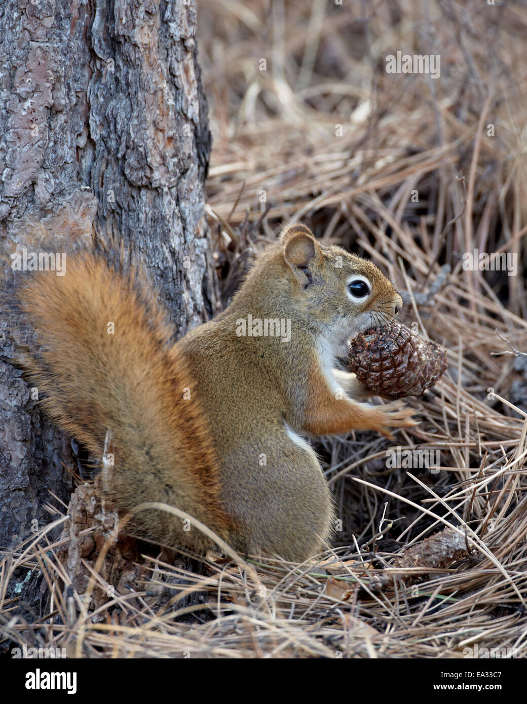 Écureuil roux (écureuil roux (Tamiasciurus hudsonicus)) avec une pomme de pin, Custer State Park, South Dakota, USA Banque D'Images