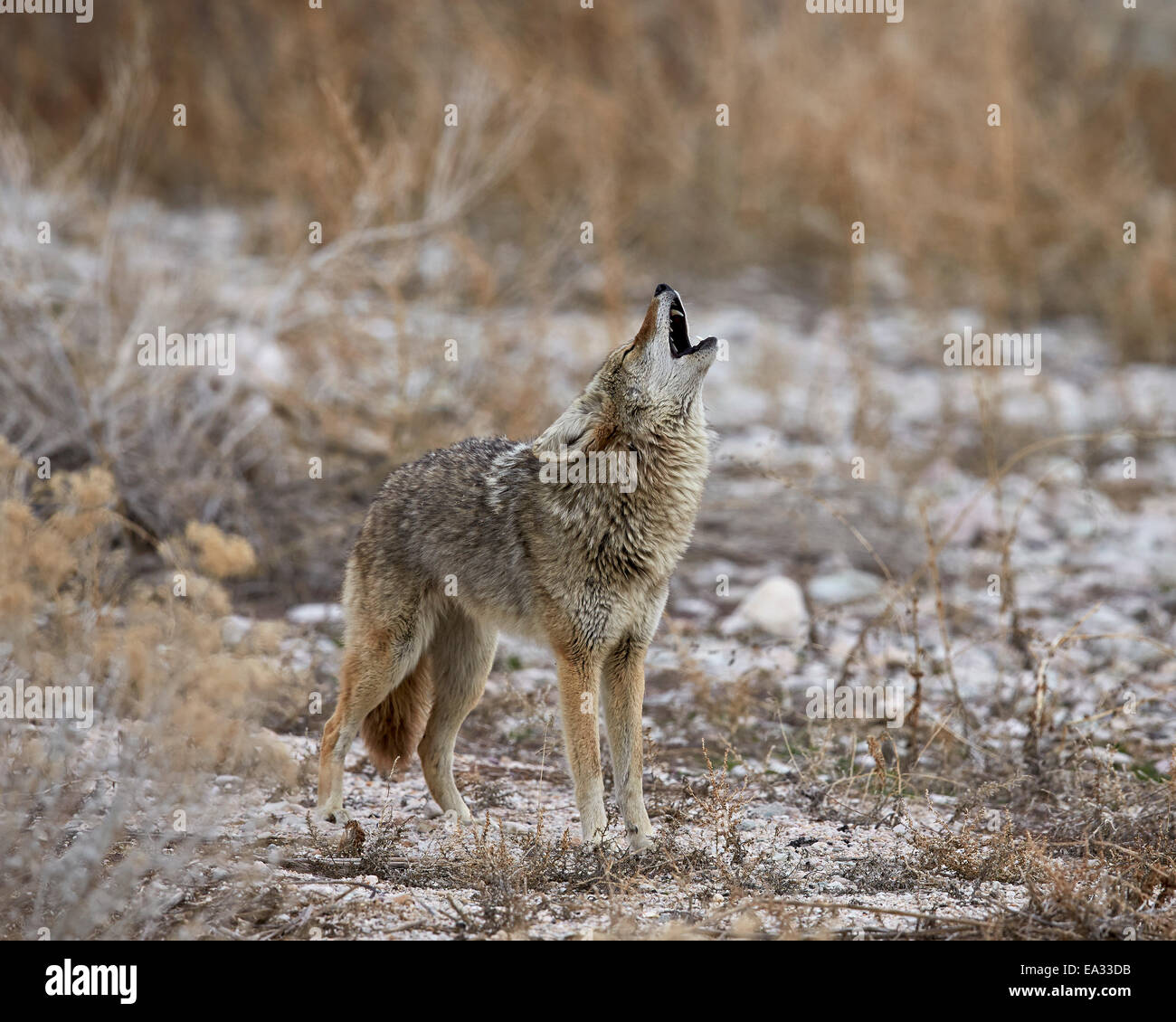 Le Coyote (Canis latrans) howling, Antelope Island State Park, Utah, États-Unis d'Amérique, Amérique du Nord Banque D'Images