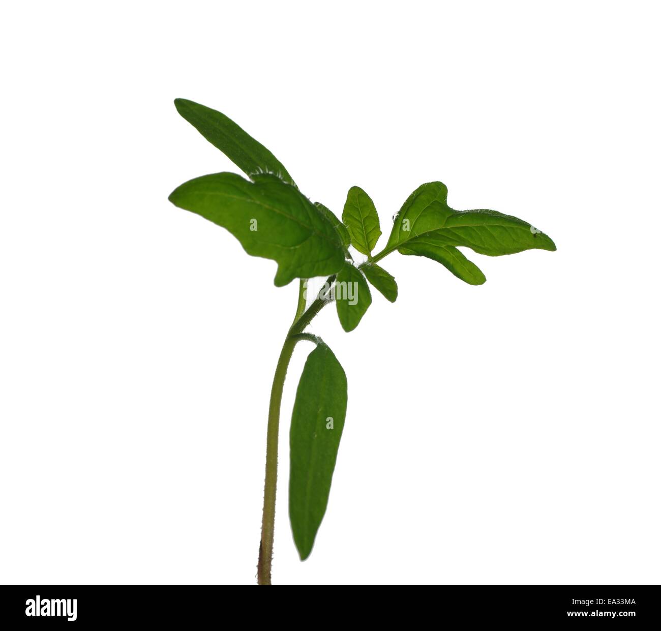 Les jeunes plantules de tomate sur un fond blanc Banque D'Images