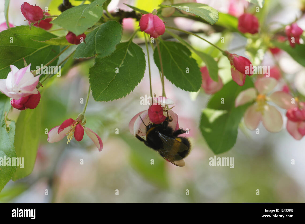 Japanese flowering crabapple Banque D'Images