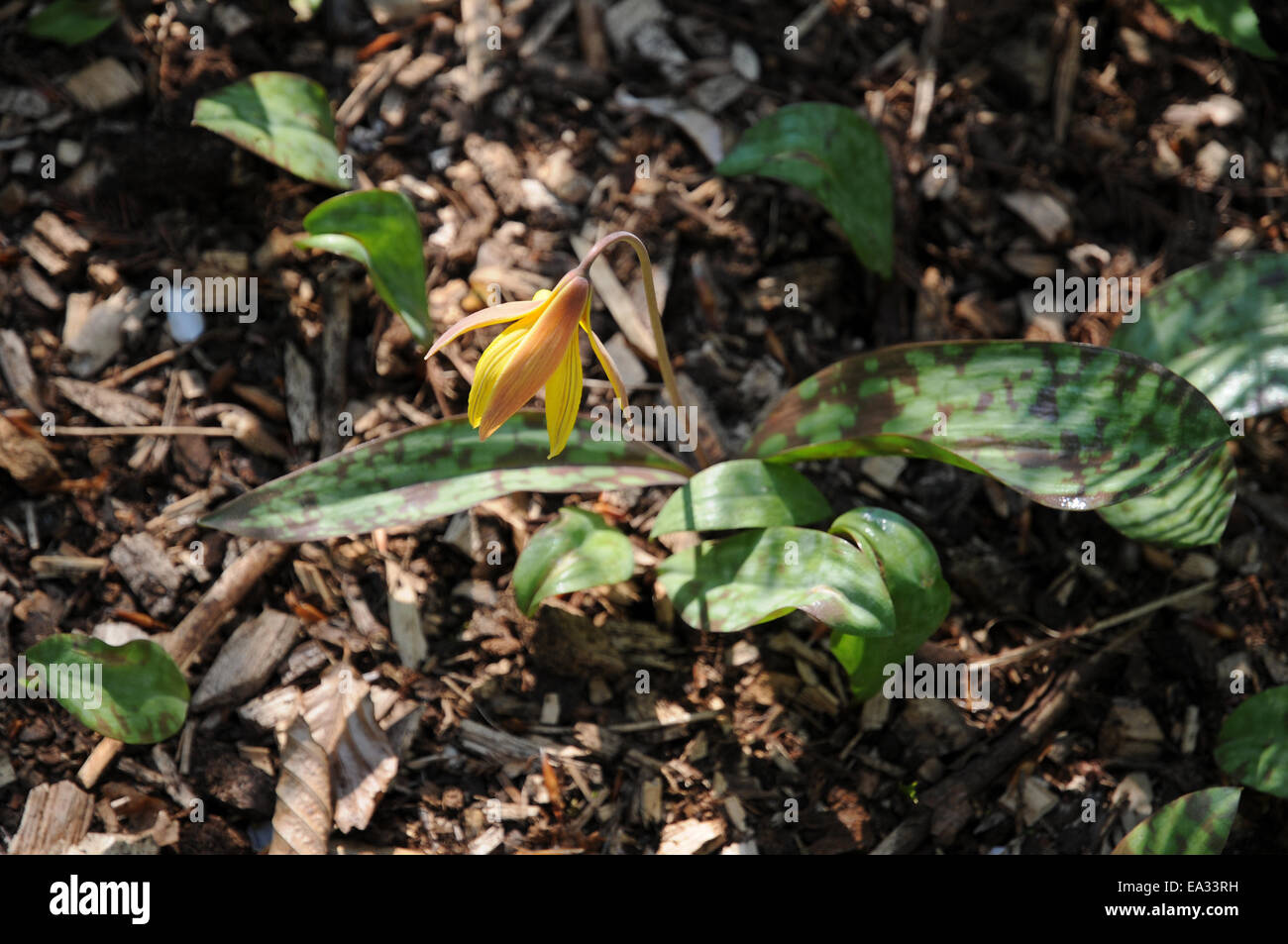 American dog-dent lily Banque D'Images