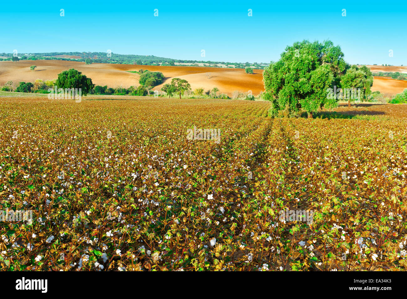 Coton Banque D'Images