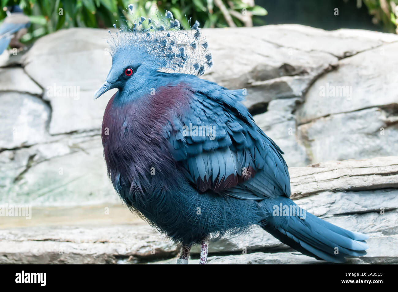 Oiseaux exotiques (Goura Victoria) Banque D'Images