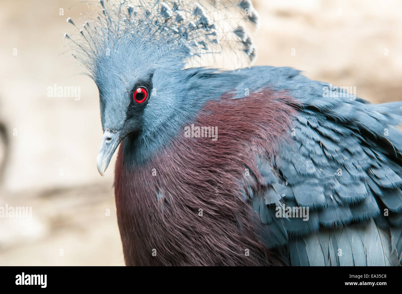 Oiseaux exotiques (Goura Victoria) Banque D'Images