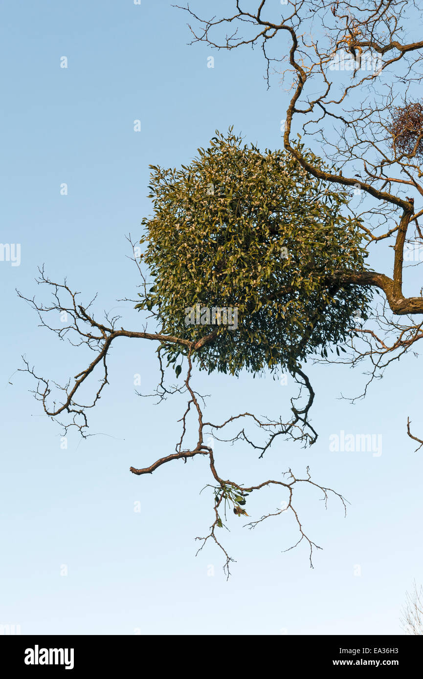 Le gui (Viscum album) croissant sur un vieux chêne, hiver Banque D'Images