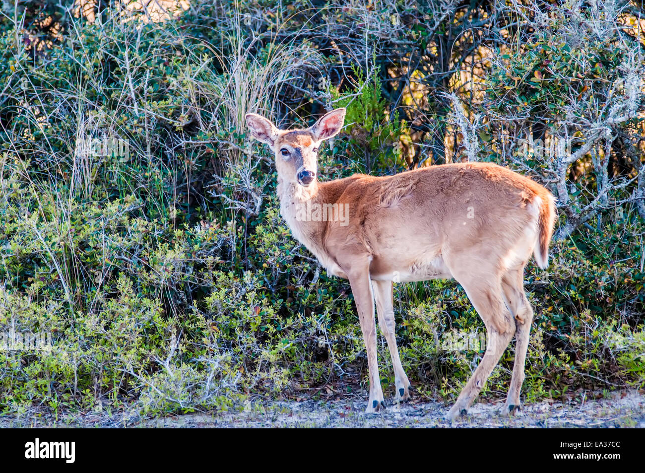 Cerf de virginie bambi dans la nature Banque D'Images