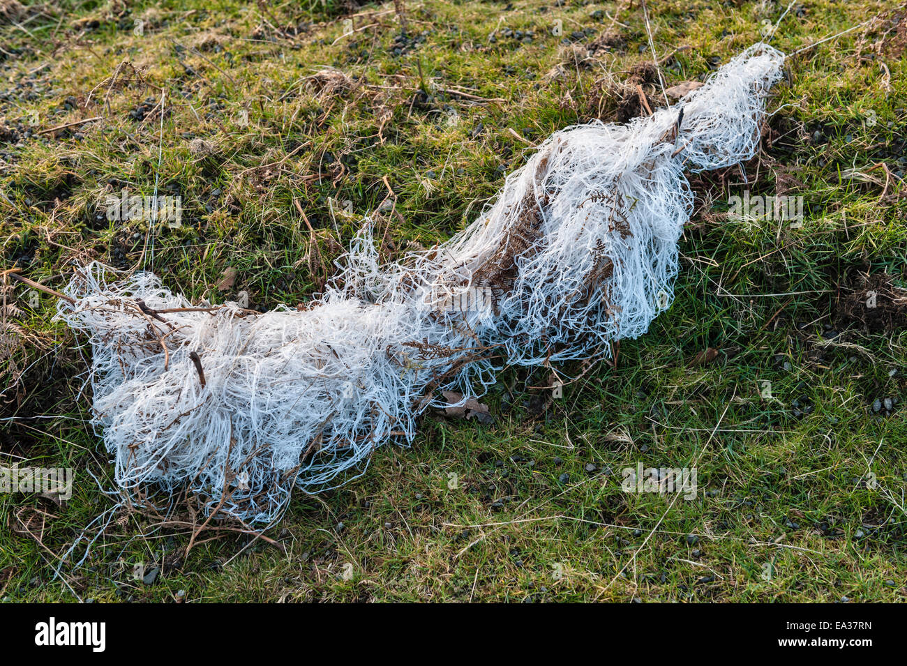 Les déchets agricoles - filet en nylon torsadée couché dans un champ, au Pays de Galles, Royaume-Uni. Un danger pour la faune sauvage et d'élevage Banque D'Images