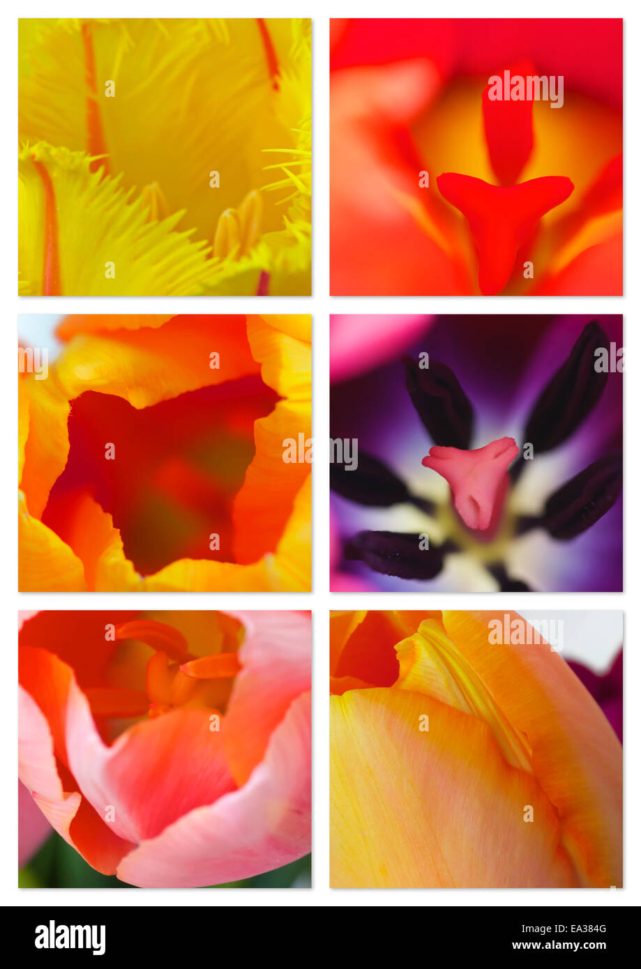 Collage de la tulipe Banque D'Images
