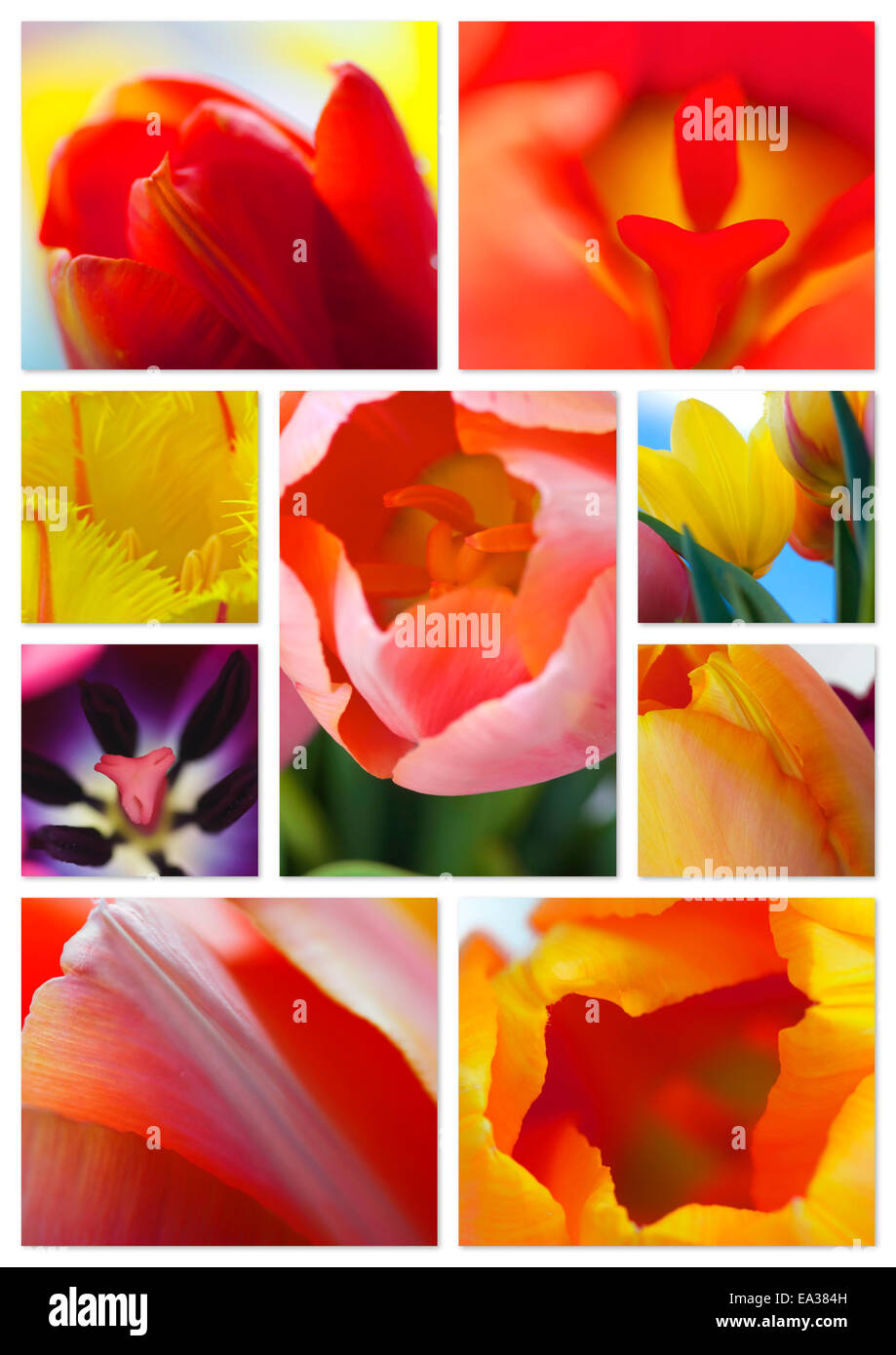 Collage de la tulipe Banque D'Images