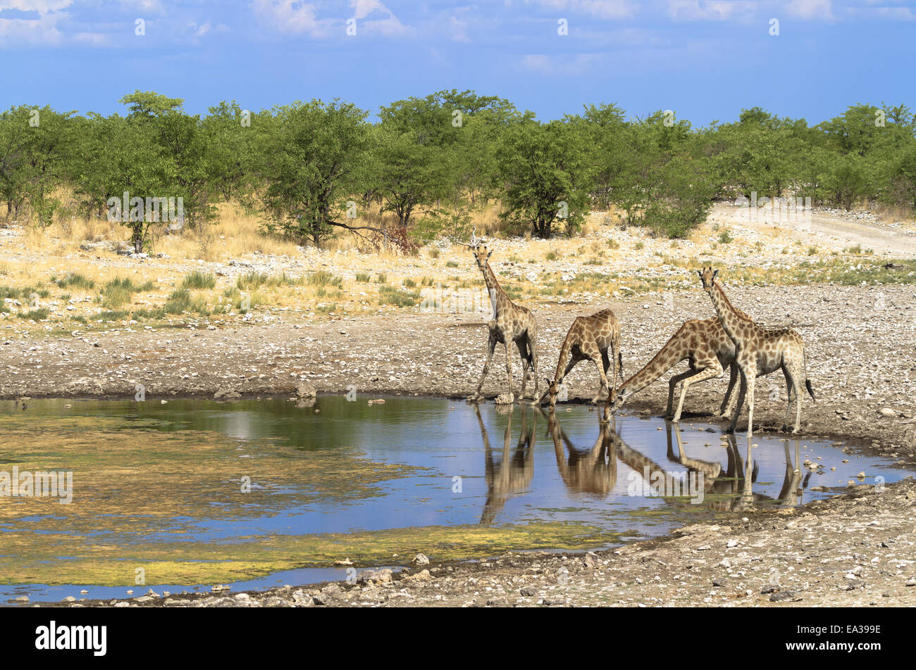Les Girafes dans le Parc National d'Etosha Group Banque D'Images