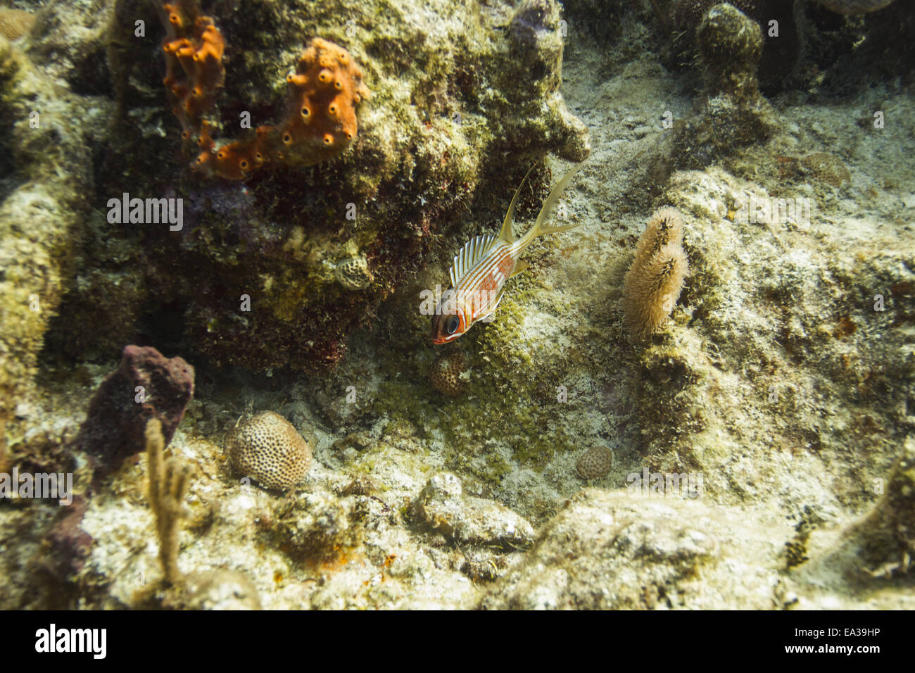 Sébastolobe marignans Banque D'Images