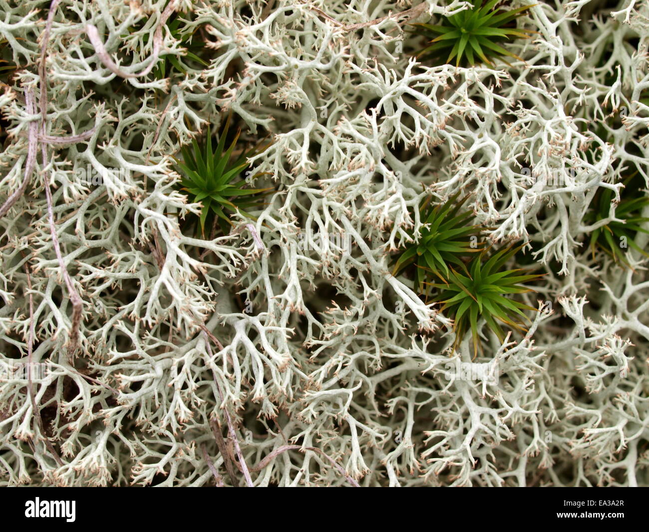 Moss, Rennes, matériel de décoration Banque D'Images